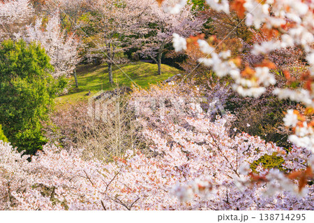 桜満開の世界遺産　早朝の吉野山　 138714295