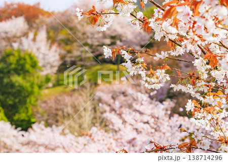 桜満開の世界遺産　早朝の吉野山　 138714296