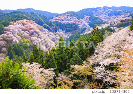桜満開の世界遺産　早朝の吉野山　 138714303