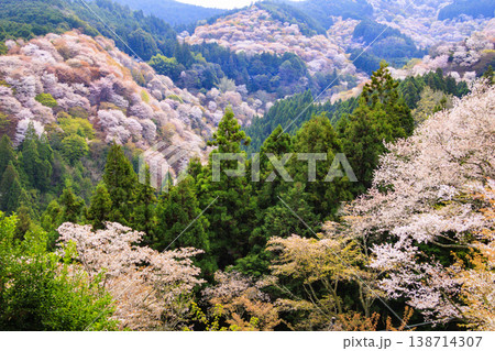 桜満開の世界遺産　早朝の吉野山　 138714307