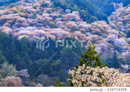 桜満開の世界遺産 早朝の吉野山 桜満開の世界遺産 早朝の吉野山 138714309
