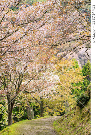 桜満開の世界遺産 早朝の吉野山 桜満開の世界遺産 早朝の吉野山 138714415