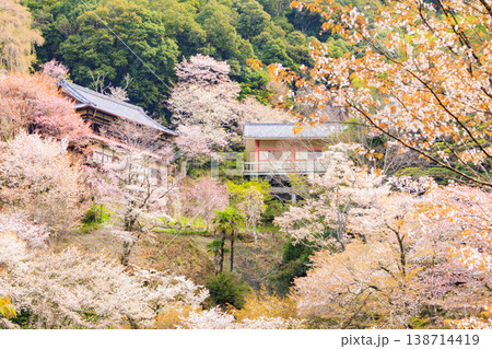 桜満開の世界遺産 早朝の吉野山 桜満開の世界遺産 早朝の吉野山 138714419