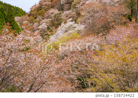 桜満開の世界遺産 早朝の吉野山 桜満開の世界遺産 早朝の吉野山 138714422