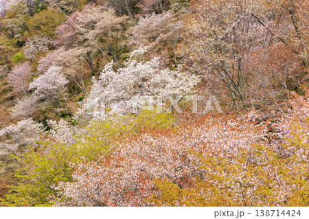 桜満開の世界遺産 早朝の吉野山 桜満開の世界遺産 早朝の吉野山 138714424