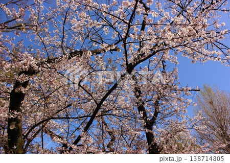 快晴の空に満開になった新井薬師公園の桜(3) 快晴の空に満開になった新井薬師公園の桜(3) 138714805