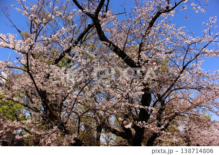 快晴の空に満開になった新井薬師公園の桜(4) 快晴の空に満開になった新井薬師公園の桜(4) 138714806