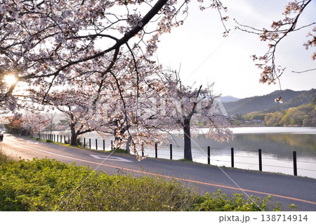 京都・広沢池の夕日と桜 京都・広沢池の夕日と桜 138714914