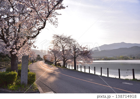 京都・広沢池の夕日と桜 138714918