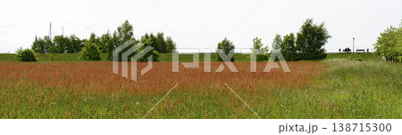 red blooming meadow 138715300