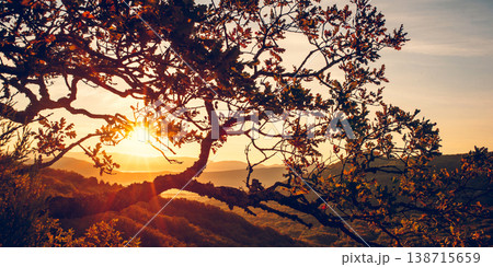 Beautiful view of the rising sun through the branches of a tree. Beautiful view of the rising sun through the branches of a tree. 138715659