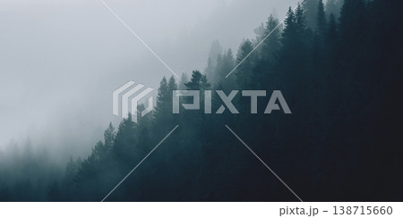 A moody forest landscape with dense fir trees A moody forest landscape with dense fir trees 138715660