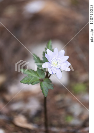 可憐に咲くキクザキイチゲ　菊咲一華　宮城県七ヶ宿町 138716018