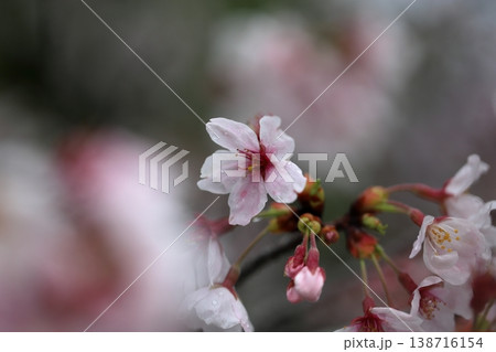 雨に濡れた桜 138716154