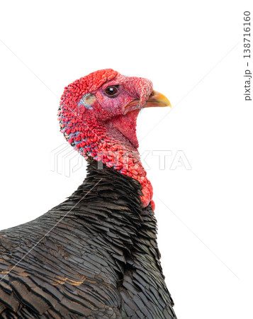 portrait male turkey isolated on white background 138716160