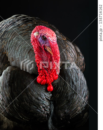 portrait male turkey on black background portrait male turkey on black background 138716162