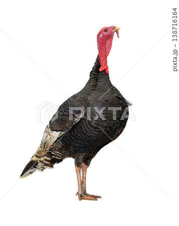 beautiful male turkey isolated on white background 138716164