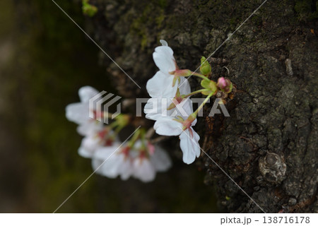 桜咲く 桜咲く 138716178