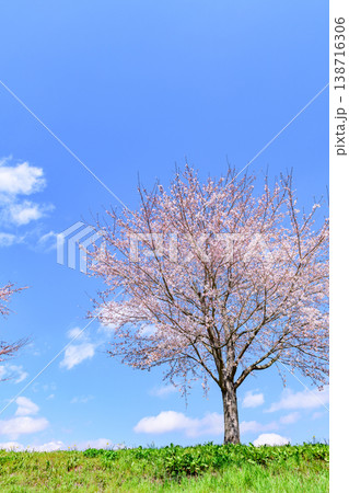 おおがわら桜ライン 河川公園を歩く 138716306