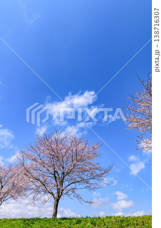 おおがわら桜ライン 河川公園を歩く 138716307