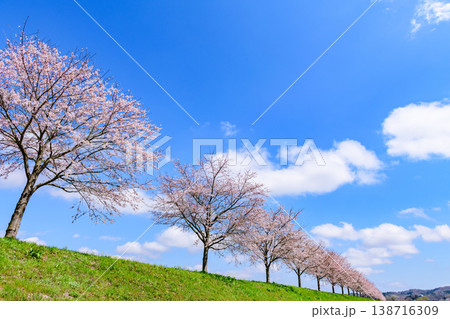 おおがわら桜ライン 河川公園を歩く 138716309