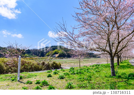 おおがわら桜ライン 河川公園を歩く 138716311
