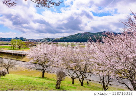 おおがわら桜ライン 河川公園を歩く おおがわら桜ライン 河川公園を歩く 138716318