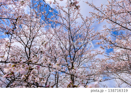 おおがわら桜ライン 河川公園を歩く おおがわら桜ライン 河川公園を歩く 138716319