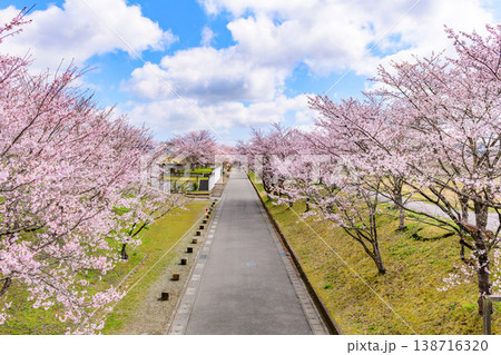 おおがわら桜ライン 河川公園を歩く おおがわら桜ライン 河川公園を歩く 138716320