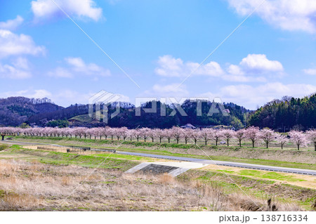 おおがわら桜ライン 河川公園を歩く 138716334