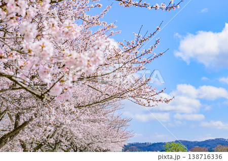 おおがわら桜ライン 河川公園を歩く 138716336