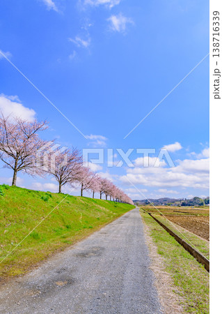 おおがわら桜ライン 河川公園を歩く 138716339