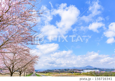 おおがわら桜ライン 河川公園を歩く おおがわら桜ライン 河川公園を歩く 138716341
