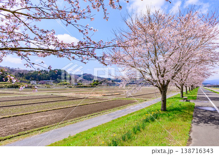 おおがわら桜ライン 河川公園を歩く おおがわら桜ライン 河川公園を歩く 138716343