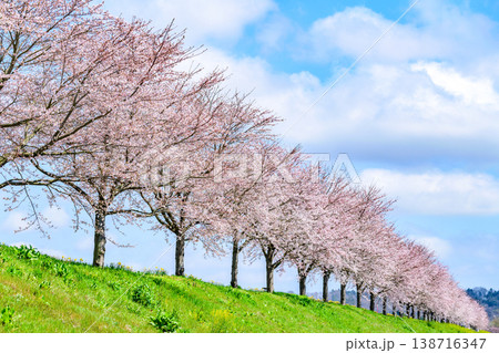 おおがわら桜ライン 河川公園を歩く おおがわら桜ライン 河川公園を歩く 138716347