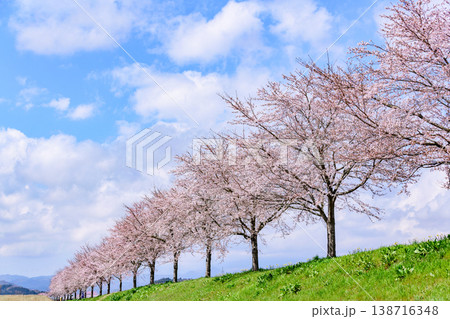 おおがわら桜ライン 河川公園を歩く 138716348