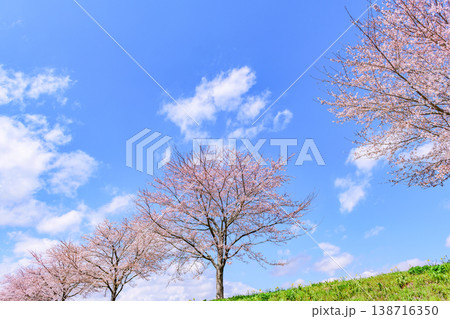 おおがわら桜ライン 河川公園を歩く おおがわら桜ライン 河川公園を歩く 138716350