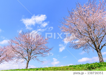 おおがわら桜ライン 河川公園を歩く おおがわら桜ライン 河川公園を歩く 138716351