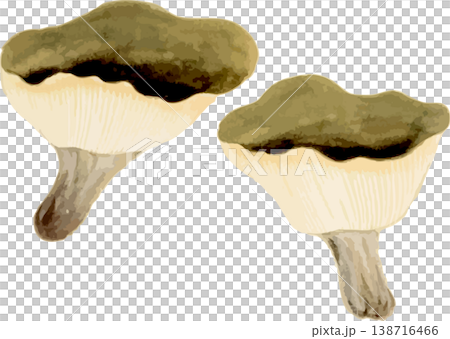柿竹的自然史插畫素材 柿竹的自然史插畫素材 138716466
