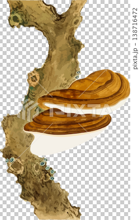 樹上生長的木耳的素描素材 樹上生長的木耳的素描素材 138716472