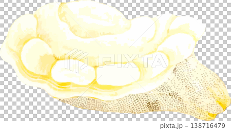 希少な博物図素材エブリコの背景透過イラスト 138716479