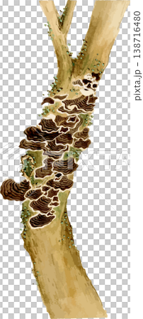 靈芝成簇生長在樹上的素描圖。 靈芝成簇生長在樹上的素描圖。 138716480