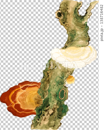 生長在李樹上的木耳的素描素材 生長在李樹上的木耳的素描素材 138716482