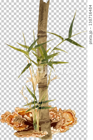 竹根植物(Takenoishizue)的自然歷史插圖 竹根植物(Takenoishizue)的自然歷史插圖 138716484