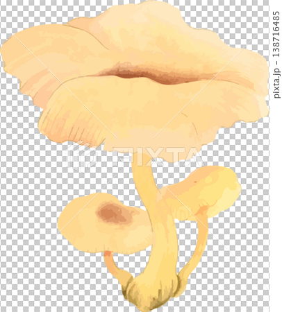 一幅素描,描繪了一朵生長在李子樹附近的白色野生蘑菇。 一幅素描,描繪了一朵生長在李子樹附近的白色野生蘑菇。 138716485