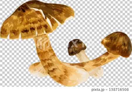 Natural history illustration of matsutake mushrooms growing under an old pine tree. 138716508