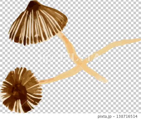 Natural history illustration material of Magusotake (Cow's Dung Mushroom) Natural history illustration material of Magusotake (Cow's Dung Mushroom) 138716514