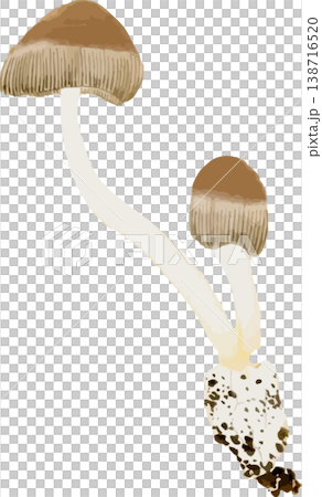 Natural history illustrations of soil fungi (Earth Fungi) Natural history illustrations of soil fungi (Earth Fungi) 138716520