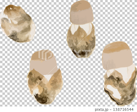 蛋黃菌(Amanita caesarea)生長過程的自然歷史插圖。 蛋黃菌(Amanita caesarea)生長過程的自然歷史插圖。 138716544