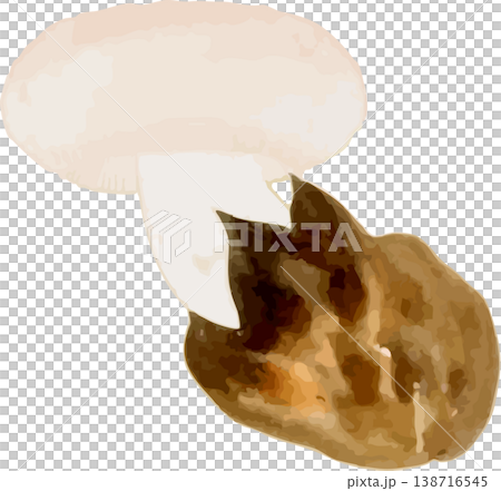 早茸モトキ(フクロタケ)の博物図素材 早茸モトキ(フクロタケ)の博物図素材 138716545